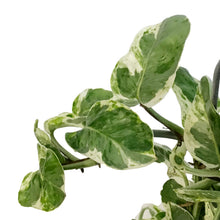 Load image into Gallery viewer, Pothos, 6in, Pearls & Jade With Hoop