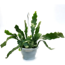 Load image into Gallery viewer, Cactus, 7.5in, Beaver Tail, HB