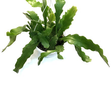 Load image into Gallery viewer, Cactus, 7.5in, Beaver Tail, HB
