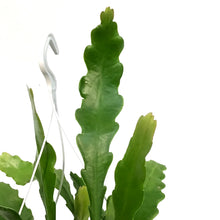 Load image into Gallery viewer, Cactus, 7.5in, Beaver Tail, HB