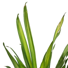 Load image into Gallery viewer, Dracaena, 10in, Rikki Stump