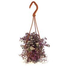 Load image into Gallery viewer, Callisia, 4.5in Hanging Basket, Pink Lady