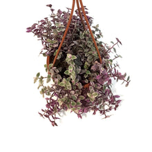 Load image into Gallery viewer, Callisia, 4.5in Hanging Basket, Pink Lady