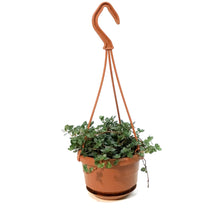 Load image into Gallery viewer, Pilea, 4.5in, Silver Sparkle, HB