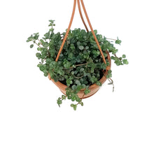 Load image into Gallery viewer, Pilea, 4.5in, Silver Sparkle, HB