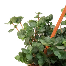 Load image into Gallery viewer, Pilea, 4.5in, Silver Sparkle, HB