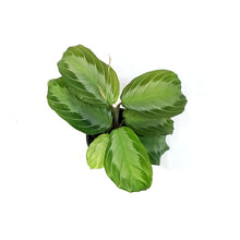 Load image into Gallery viewer, Maranta, 3.5in, Silver Band