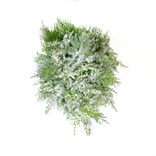 Load image into Gallery viewer, Cypress, 7in, Lemon Flocked