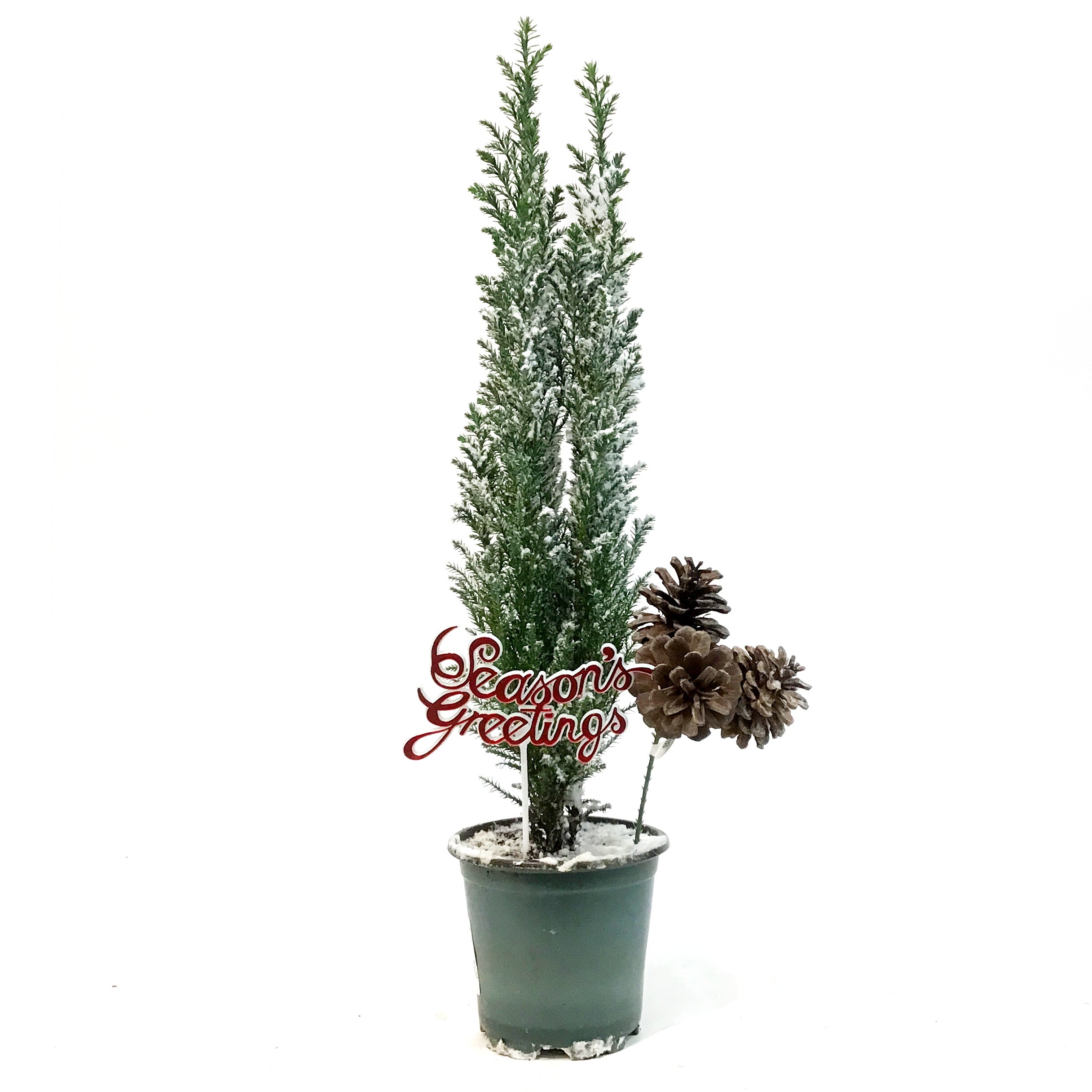 ellwoodii plant indoor Cypress, 4in, Ellwoodii Flocked – Floral Acres Greenhouse & Garden Centre