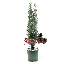 Load image into Gallery viewer, Cypress, 4in, Ellwoodii Flocked