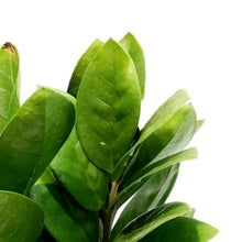Load image into Gallery viewer, ZZ Plant, 6in, Green Nova Star