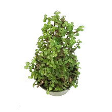 Load image into Gallery viewer, Bonsai, 6in, Jade Tree Christmas Tree Shaped