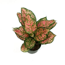 Load image into Gallery viewer, Aglaonema, 6in, Red Valentine