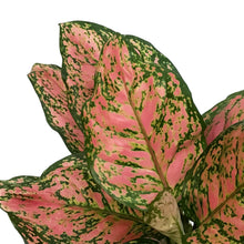 Load image into Gallery viewer, Aglaonema, 6in, Red Valentine
