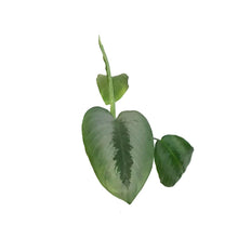 Load image into Gallery viewer, Schismatoglottis, 4in, Sarawak