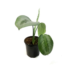 Load image into Gallery viewer, Schismatoglottis, 4in, Sarawak