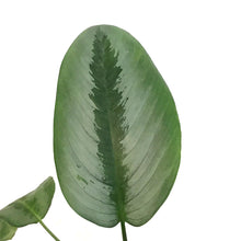 Load image into Gallery viewer, Schismatoglottis, 4in, Sarawak