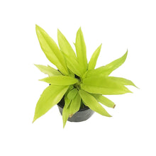 Load image into Gallery viewer, Philodendron, 4in, Ring of Fire Gold