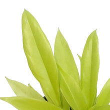 Load image into Gallery viewer, Philodendron, 4in, Ring of Fire Gold