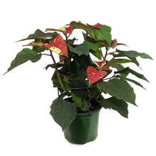 Load image into Gallery viewer, Poinsettia, 6in, Poker Red & Marble
