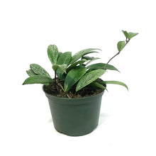 Load image into Gallery viewer, Hoya, 6in, Carnosa Silver Splash