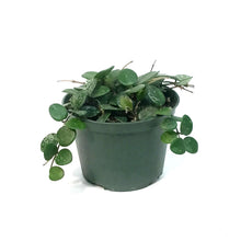 Load image into Gallery viewer, Hoya, 6in, Mathilde