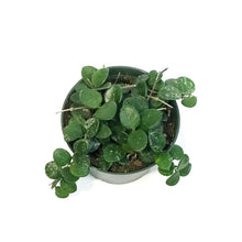 Load image into Gallery viewer, Hoya, 6in, Mathilde