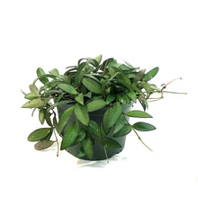 Load image into Gallery viewer, Hoya, 6in, Rosita