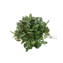 Load image into Gallery viewer, Hoya, 6in, Rosita