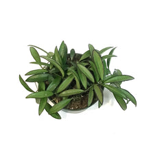 Load image into Gallery viewer, Hoya, 6in, Wayetii