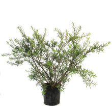 Load image into Gallery viewer, Burning Bush, 2 gal, Turkestan
