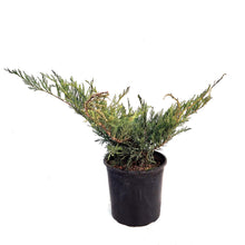Load image into Gallery viewer, Juniper, 2 gal, Blue Danube