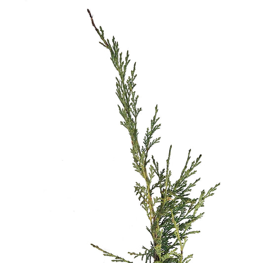 Juniper, 2 gal, Blue Danube