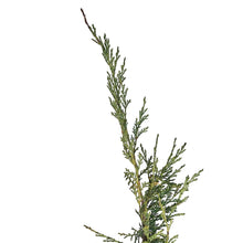 Load image into Gallery viewer, Juniper, 2 gal, Blue Danube
