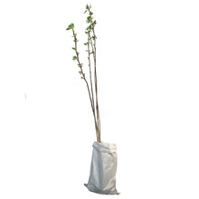 Load image into Gallery viewer, Poplar, 4's Whip BR, Northwest