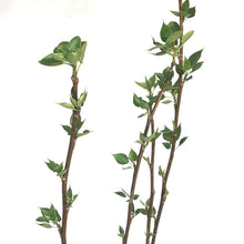 Load image into Gallery viewer, Poplar, 4's Whip BR, Northwest