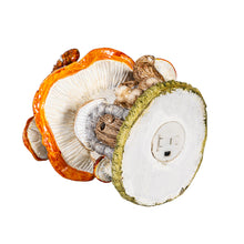 Load image into Gallery viewer, Decor, LED, Mushroom House