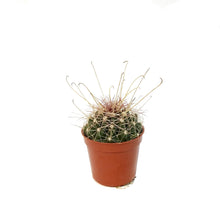 Load image into Gallery viewer, Cactus, 2.5in, Ferocactus Wislizenii