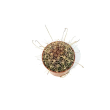 Load image into Gallery viewer, Cactus, 2.5in, Ferocactus Wislizenii