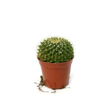 Load image into Gallery viewer, Cactus, 2.5in, Mammillaria Marksiana