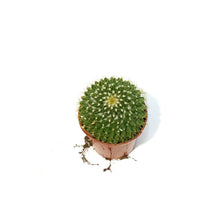 Load image into Gallery viewer, Cactus, 2.5in, Mammillaria Marksiana