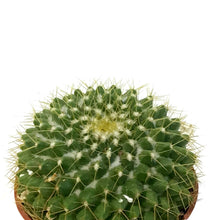 Load image into Gallery viewer, Cactus, 2.5in, Mammillaria Marksiana