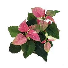 Load image into Gallery viewer, Poinsettia, 6in, Poker Pink & Marble