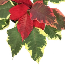Load image into Gallery viewer, Poinsettia, 4in, Tapestry