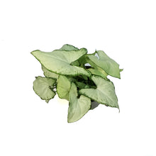 Load image into Gallery viewer, Nephthytis, 4in, Holly
