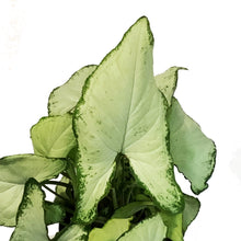 Load image into Gallery viewer, Nephthytis, 4in, Holly