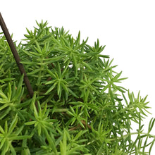 Load image into Gallery viewer, Sedum, 6.5in Hanging Basket, Stone Crop