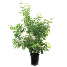 Load image into Gallery viewer, Maple, 5 gal, Hot Wings® Tatarian