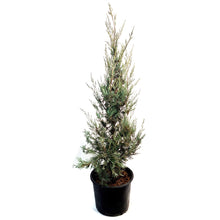 Load image into Gallery viewer, Juniper, 7 gal, Wichita Blue