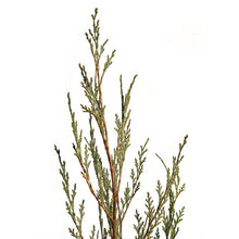 Load image into Gallery viewer, Juniper, 7 gal, Wichita Blue